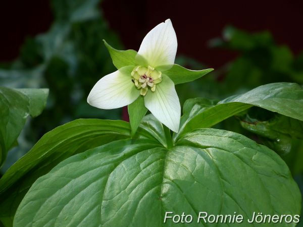 Trillium erectum alba